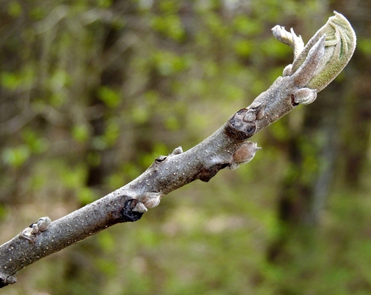 {Juglans nigra}